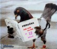 /album/fotogaleria/holub-jpg/